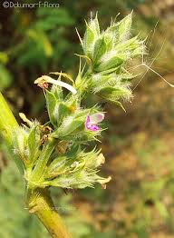 Image result for Dicliptera verticillata