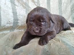 Newfoundland puppies for sale ohio. Newfoundland Dog Puppies For Sale Dresden Oh 272831