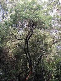 Image result for Crossopteryx