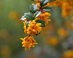 Image result for Berberis darwinii
