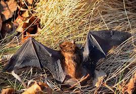 Check spelling or type a new query. Bats And Rabies What To Do If You Find A Bat In Your House