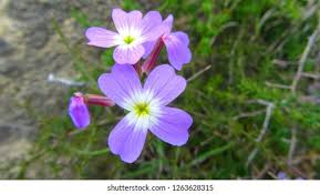 Image result for Malcolmia maritima