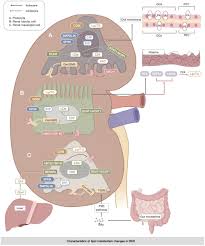 Frontiers | Lipid metabolism disorder in diabetic kidney disease