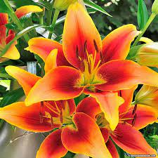 Oriental Asiatic Lily Bulbs Kaveri American Meadows Lily Plants Lily Flower Seeds Lily Flower