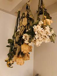 Be sure to check on them every few days. Carol Vorderman On Twitter I Like Drying Flowers Basically You Stick Them Upside Down And Wait These Have Meaning For Me Eg I Was Meant To Throw The Single Rose Onto My