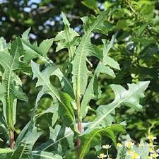 Image result for Lactuca setosa
