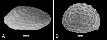 Image result for Vausagesia