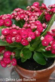 Image result for Kalanchoe calandiva