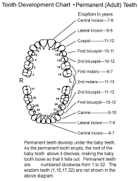 Universal Dental Tooth Chart Tlc Dental Care Tooth