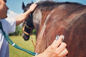 Horse Treatment
