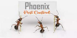 Or would you like to take preventative measures? The 7 Best Options For Pest Control In Phoenix 2021