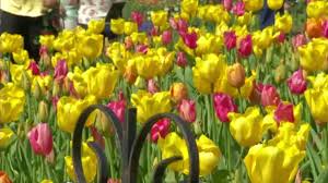Albany, ny listings and reviews. Steeped In Dutch Heritage Albany Tulip Fest Kicks Off