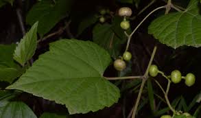 Image result for Vitaceae
