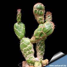Height 13mm , thickness : Opuntia Zebrina Dillenii Forma Reticulata