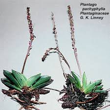 Image result for Plantaginaceae