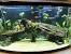 Fish Tank Decoration Ideas At Home