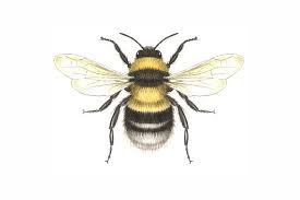 Free for commercial use no attribution required high quality images. Gsingletary Bee Tattoo Bumble Bee Tattoo Bee Illustration