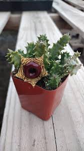 Image result for Huernia zebrina