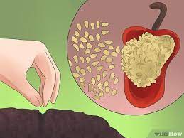 Growing peppers indoors for the first few months is required in my part of the country because of the long growing cycles needed. How To Grow Bell Peppers With Pictures Wikihow