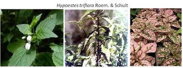 Image result for Hypoestes triflora