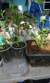 Saya kongsikan 7 tips cara tanam pokok daun sup guna anak pokok & elak busuk yang ini cara saya menanam anak pokok daun sup dari induk saya. Banyak Kali Tanam Selalu Mati Ini Kaedah Betul Semai Daun Sup Mingguan Wanita