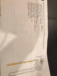 Some of the worksheets displayed are human urinary system cloze work, the kidney, kidney and nephron coloring questions answers, structure of the nephron coloring answers, the kidneys and body balance notes for teachers, neuron anatomy activity, student work 2 kidneys and dialysis. Solved 14 In The Following Diagram Identify Each Struct Chegg Com