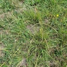 Image result for Sporobolus africanus