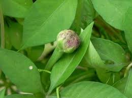 Image result for Ipomoea magnusiana