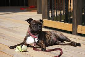 Companion, performance and show.dogs on occasion for special homes. Buggs Puppies For Sale Buggs Dog Breeders