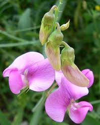 Image result for Lathyrus hirsutus