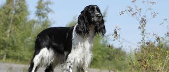 Anyway each collar manufacturer has slight differences in. English Springer Spaniel All About Dogs Orvis