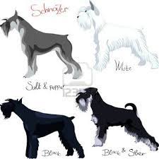 This page has nothing to do with coat coloring pertaining to the other two schnauzer breeds which are the standard schnauzer (fci colors are black and pepper/salt) or the giant schnauzer (fci colors black and pepper/salt and the akc will register a giant in black/silver but it. Stock Vector In 2020 With Images Schnauzer Breed Schnauzer Puppy Schnauzer Dogs
