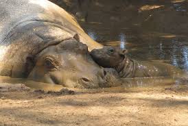 The mesh fabric allows baby to sit in the warm water and it dries easily after use. Hippo Family Takes A Mud Bath At Werribee Open Range Zoo Zooborns