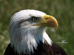 Natuurfotografie roofvogels huisdier vogel vogel tekeningen dieren huisverlichting. Amerikaanse Zeearend Amerikaanse Zeearend Adelaar Kunst Roofvogels