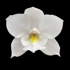 Image result for Blotiella crenata