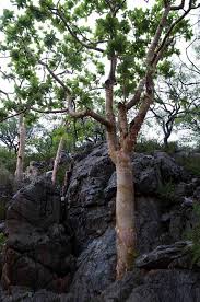 Image result for Commiphora fulvotomentosa