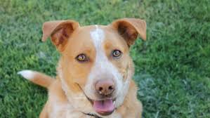 Gorgeous Mutt Red Heeler Lab Mix Australian Cattle Dog Red Australian Cattle Dog Yellow Labrador Retriever