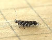 Image result for Ericinella