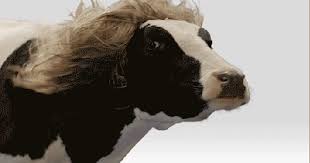 Vache Blonde Vent Photos Animees Vache Cheveux