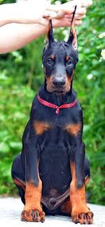 The average doberman pinscher puppy will cost anywhere between $1500 and $2500. Male Doberman Puppy For Sale Www Sierradobiefarms Com Doberman Puppy Doberman Dogs Doberman Puppies For Sale