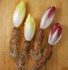 L Endive Une Sous Espece A Grosses Racines De La Chicoree Nommee Aussi Chicon Par Nos Amis Belges Et Nordistes Qui La Produisent Es Endives Chicon Cuisine