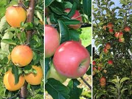The Long Search For The Apple Of The Future Peach Trees Dwarf Peach Tree Peach