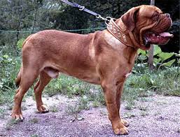 Denne hunderasen stammer opprinnelig fra bordeaux i frankrike og er en hundetype som tradisjonelt ble brukt som vokterhund for storfe og hest, samt til jakt for storvilt. Dogue De Bordeaux Bordeauxdogge Kampfhund Listenhund