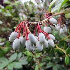 Image result for Berberis julianae