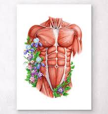 With emphasis on muscle structure. Male Torso Muscles Anatomy Art Codex Anatomicus