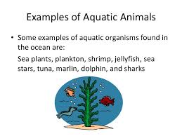 Maybe you would like to learn more about one of these? Terrestrial And Aquatic Food Chains