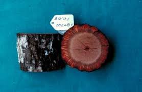 Image result for Embelia ruminata