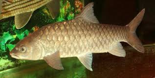 It might come in handy the. The Masher Fish Or Colloquially Called The Empurau Or Kelah Is Not Only A Favorite Game Fish For Anglers But Also Highly E Fish Aquarium Fish Freshwater Fish
