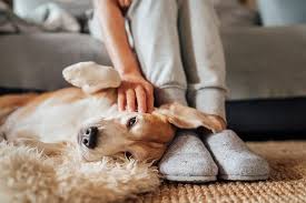 Having fleas is certainly not an ideal situation, and it can be extra frustrating if you've been spreading fleas in your own house without knowing it. How To Get Rid Of Fleas Inside The House Permanently