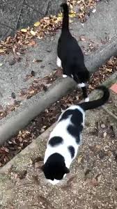 True Love Video In 2020 Cats Cat Gif Animals Beautiful